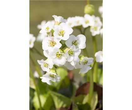 Bergenia 'Schneekristall'