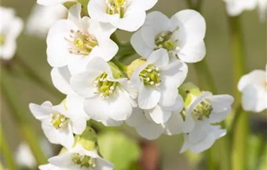 Bergenia 'Schneekristall'