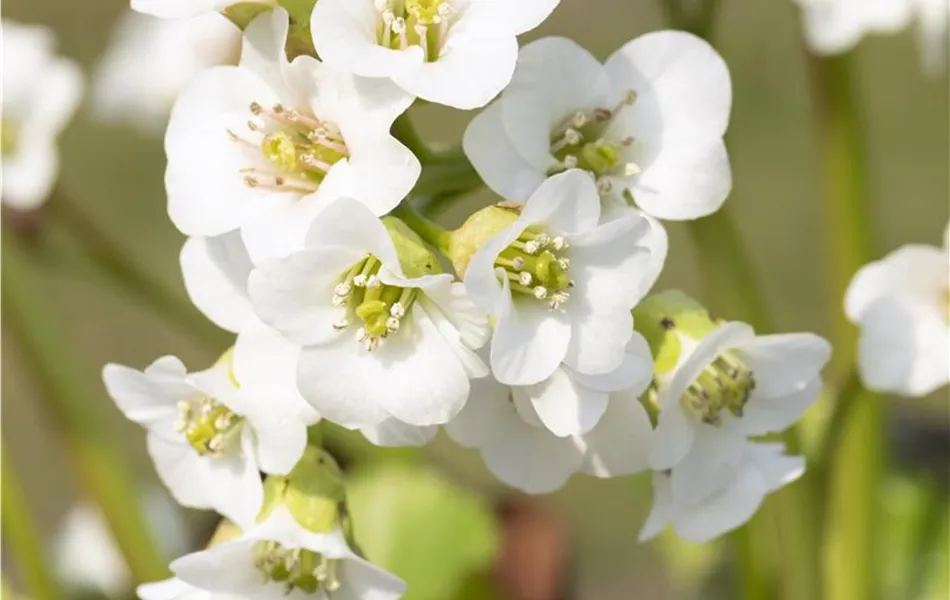 Bergenia 'Schneekristall'