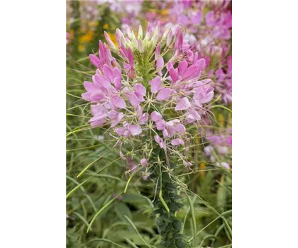 Cleome spinosa, rosa