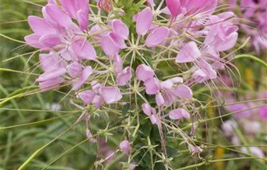 Cleome spinosa, rosa Cleome spinosa, rosa