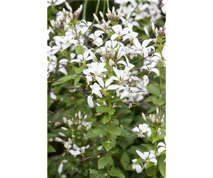 Cleome spinosa Señorita Blanca, weiß