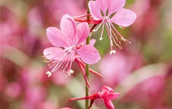 Gaura, rosa