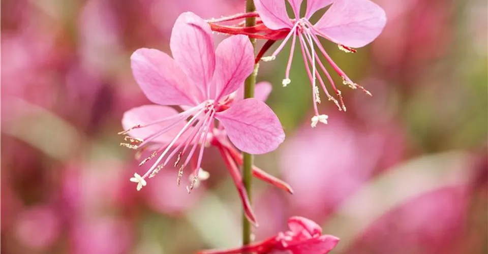 Prachtkerze Gaura in Rosa