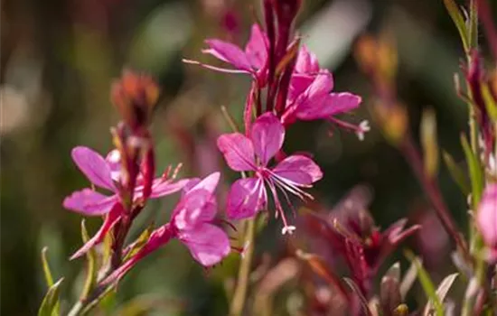Gaura, pink