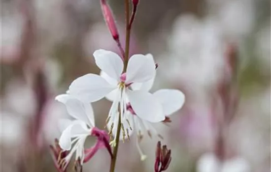 Gaura, weiß