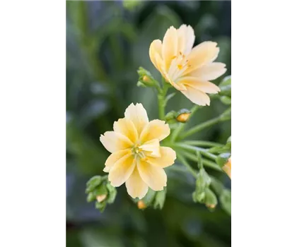 Lewisia cotyledo, gelb