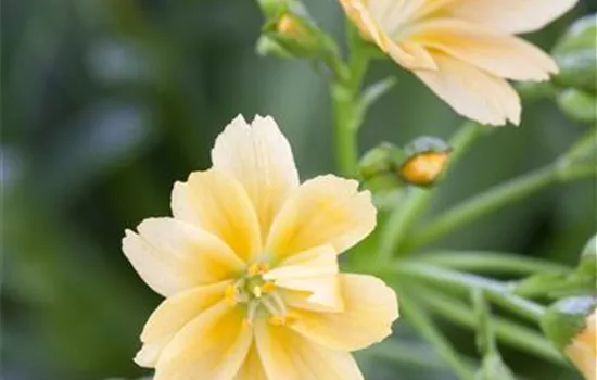 Lewisia cotyledo, gelb