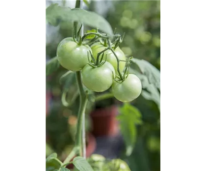 Freilandtomate ´Phantasia´