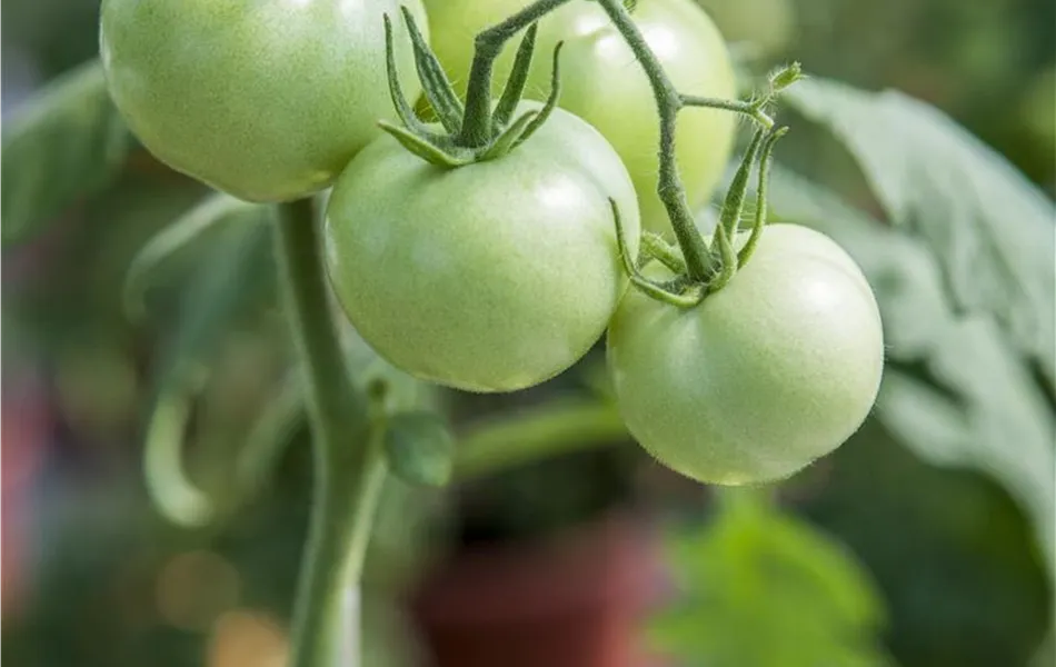 Freilandtomate ´Phantasia´