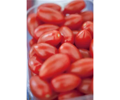 Mini Geschmacks-Tomate San Marzano Caprese