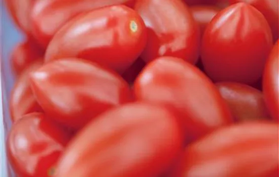 Mini Geschmacks-Tomate San Marzano Caprese
