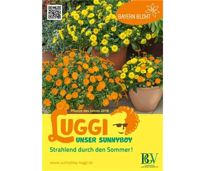 Luggi - Unser Sunnyboy Luggi - Unser Sunnyboy