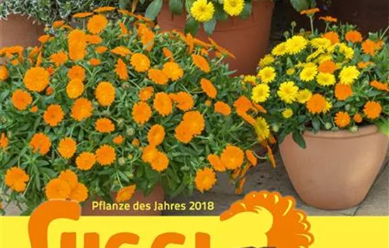 Luggi - Unser Sunnyboy