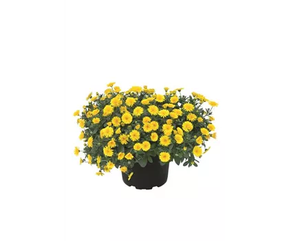Calendula 'Powerdaisy Sunny', gelb Calendula 'Powerdaisy Sunny', gelb