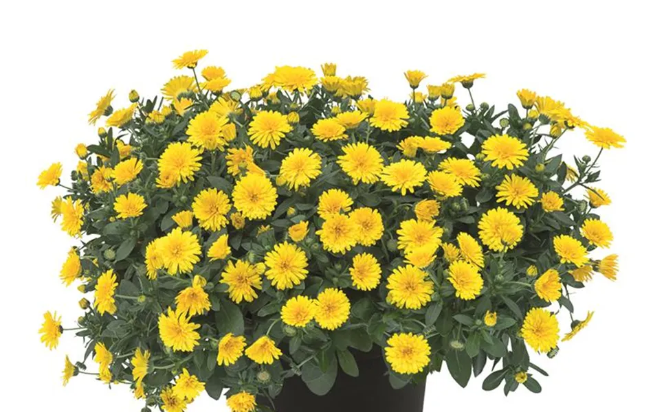 Calendula 'Powerdaisy Sunny', gelb