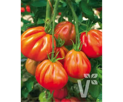 Ochsenherz-Tomate 'Corazon'