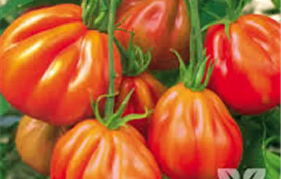 Ochsenherz-Tomate 'Corazon'