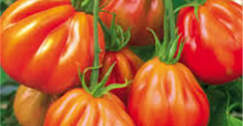 Ochsenherz-Tomaten Ochsenherz-Tomaten