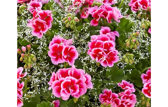 Rosenrot, Geranie Rosenrot, Geranie