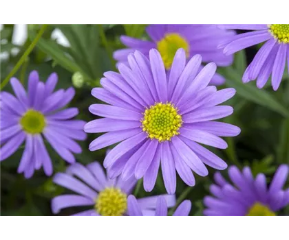 Brachyscome, blaue Blüte