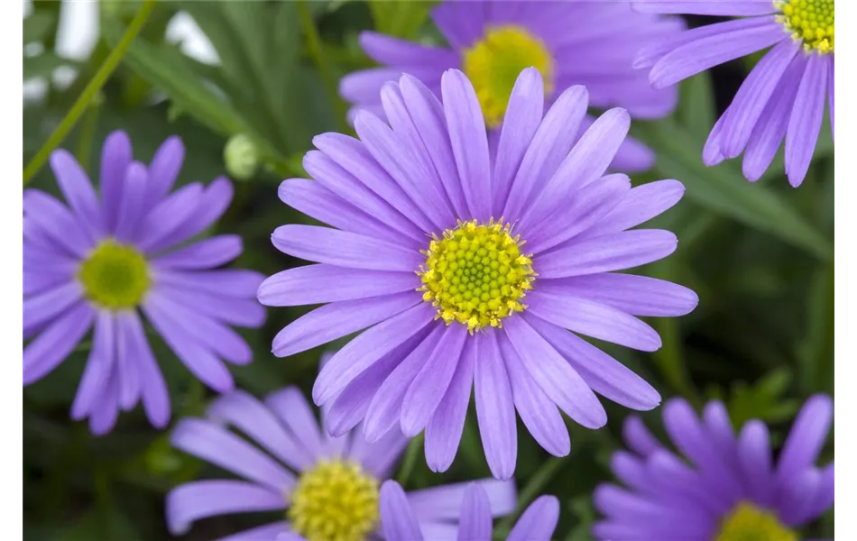 Brachyscome, blaue Blüte