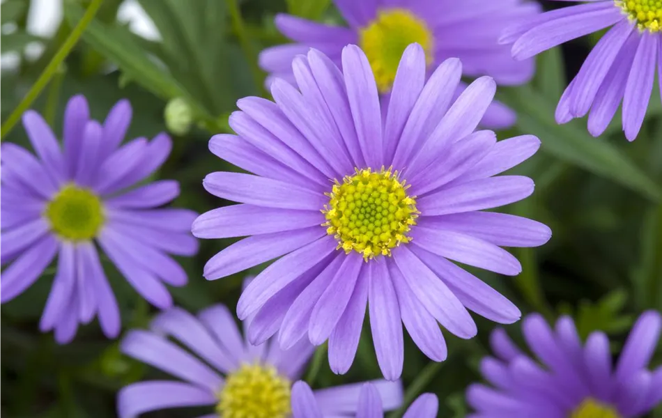 Brachyscome, blaue Blüte