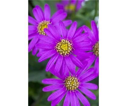 Brachyscome, lila Blüte