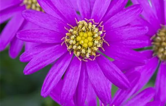 Brachyscome, lila Blüte Brachyscome, lila Blüte