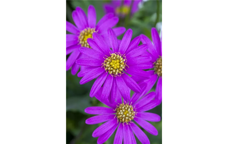 Brachyscome, lila Blüte