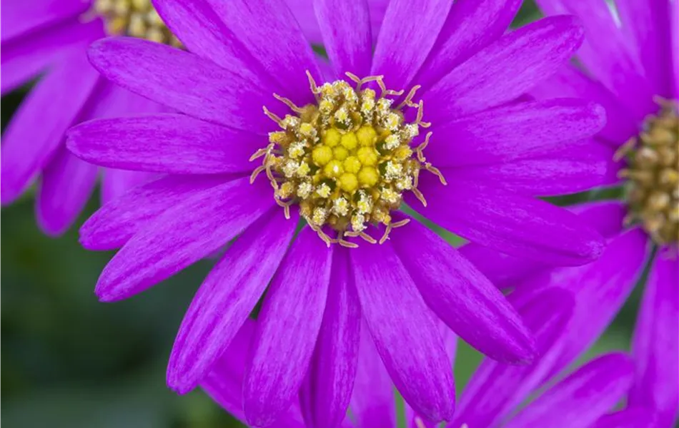 Brachyscome, lila Blüte
