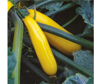 Zucchini 'Golden Glory', gelb, lang