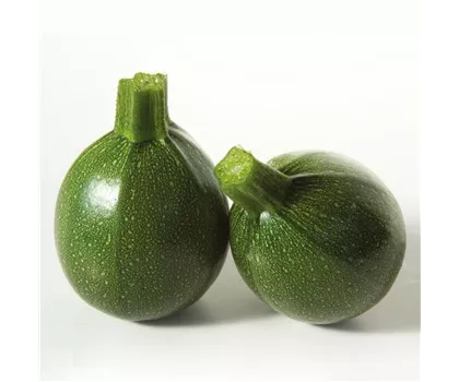 Zucchini 'Satelite', grün, rund