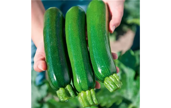 Zucchini 'Zodiac', grün, lang