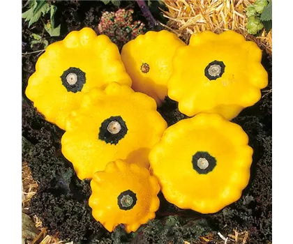 Patisson-Zucchini 'Sunburst F1', gelb