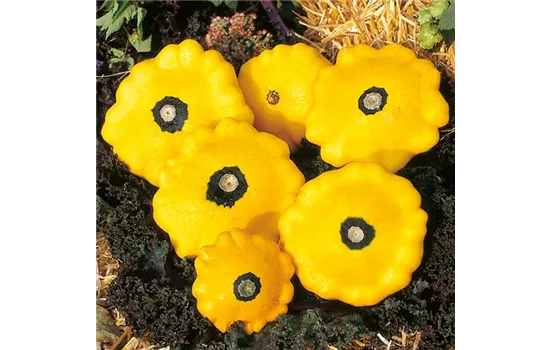 Patisson-Zucchini 'Sunburst F1', gelb