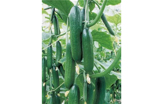 Veredelte Mini-Schlangengurke / Vespergurke 'Printo'