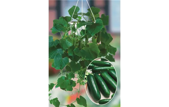 Veredelte Mini-Snack-Gurke 'Mini Stars' Veredelte Mini-Snack-Gurke 'Mini Stars'