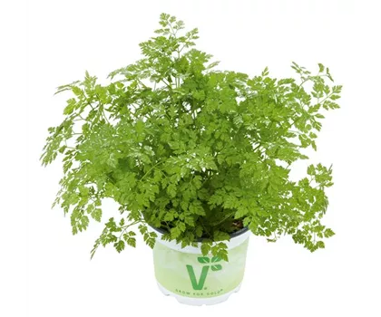 Kerbel 'Massa' 