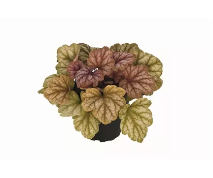 Heuchera "Champagne" Heuchera "Champagne"