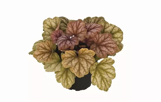 Heuchera "Champagne" Heuchera "Champagne"