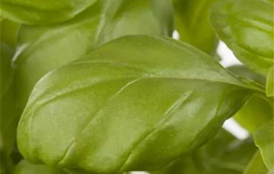 Garten-Basilikum 'Genoveser Basilikum'