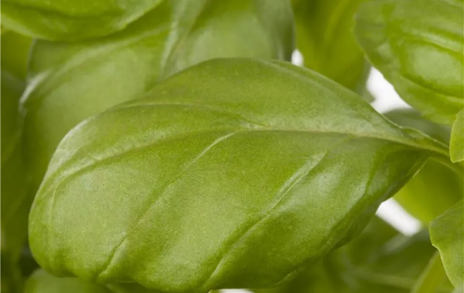 Garten-Basilikum 'Genoveser Basilikum'