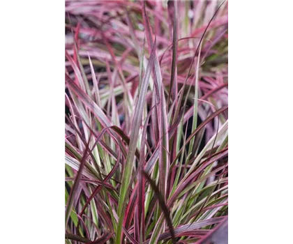 Pennisetum 'Fireworks'(s) Pennisetum 'Fireworks'(s)