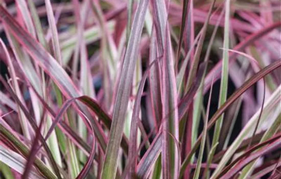 Pennisetum 'Fireworks'(s) Pennisetum 'Fireworks'(s)