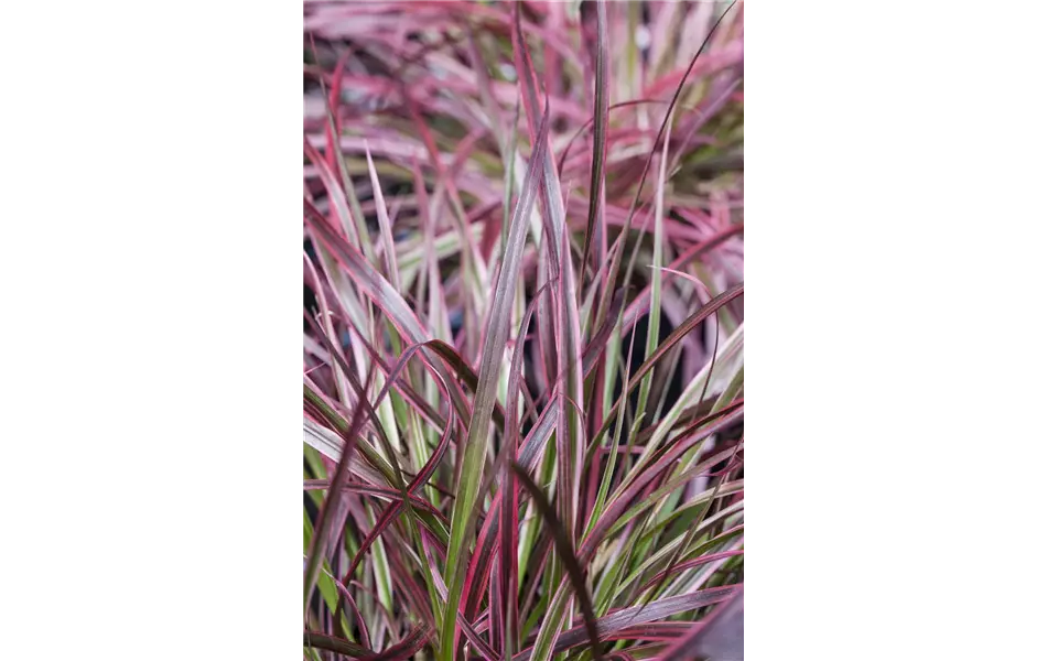 Buntes Lampenputzergras Pennisetum 'Fireworks'