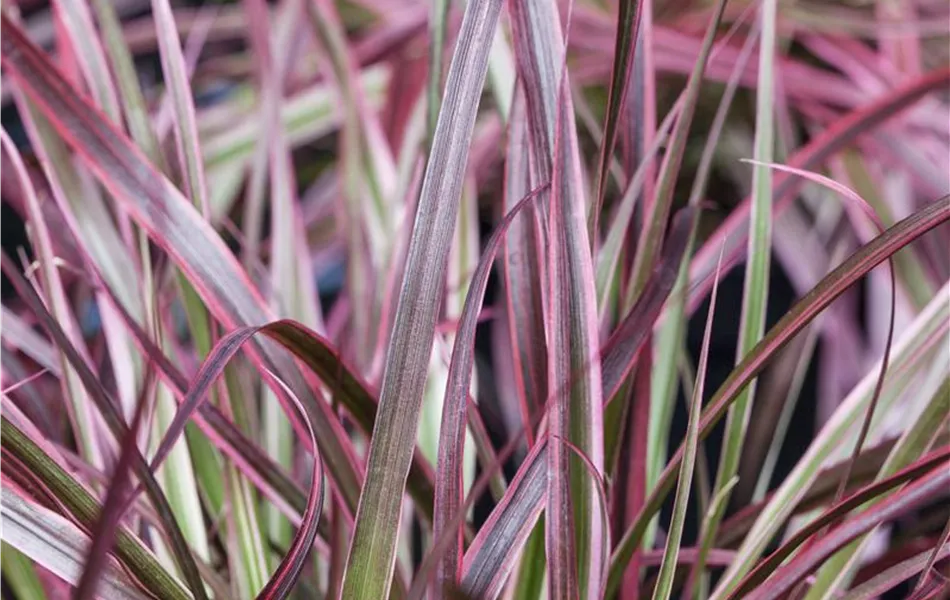Buntes Lampenputzergras Pennisetum 'Fireworks'