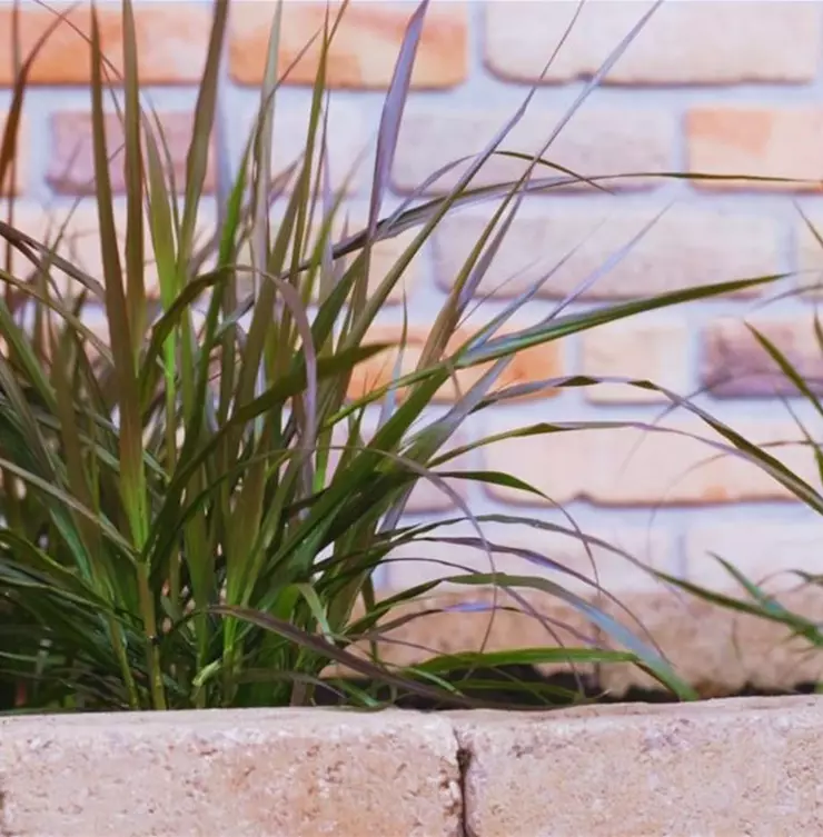 Afrikanisches Lampenputzergras - Einpflanzen im Garten