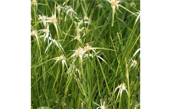 Sternentänzergras, Edelweißgras