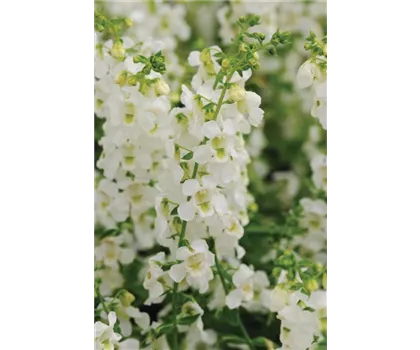 Angelonia angustifola, in weiß